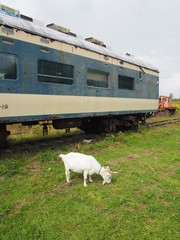 Goats and trains.