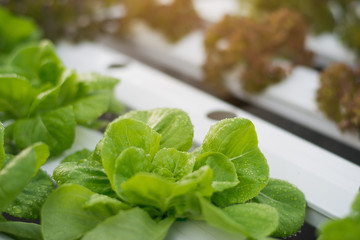 Hydroponic organic vegetables in greenhouse. fresh vegetables in organic farm.
