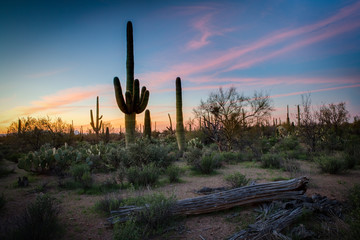 Sunset at North Kinney Rd, Saguaro Nat'l Park, AZ © Laurens