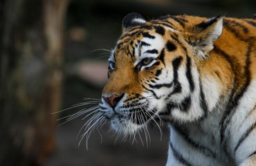 Amur Tiger
