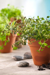 herbs in pots