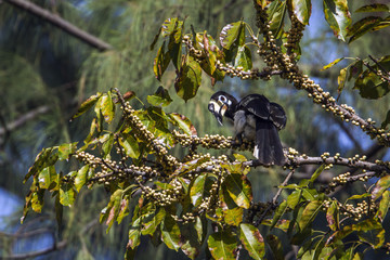 Oriental pied hornbill in Koh Adang national park, Thailand