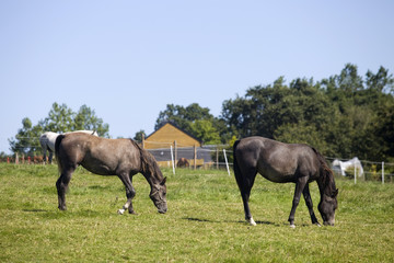 horses