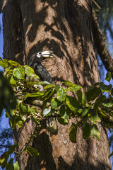 Fototapeta premium Oriental pied hornbill in Koh Adang national park, Thailand