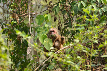 Mother monkey feeding on leaf and holding baby