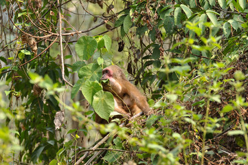 Mother monkey feeding on leaf and holding baby