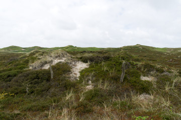 Fototapeta na wymiar Typical Sylt Dune Landscape at Kampen / Germany