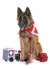 belgian shepherd tervuren and christmas