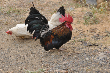 Colorful bantum Chicken and long tail standing on ground and family