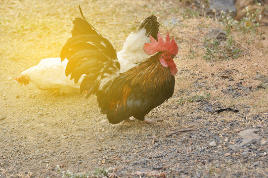 Colorful bantum Chicken and long tail standing on ground and family