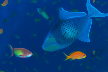 Fototapeta na wymiar Wild triggerfish underwater