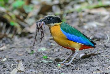 Blue-winged Pitta(Blue-winged Pitta),colorful bird standing on ground.