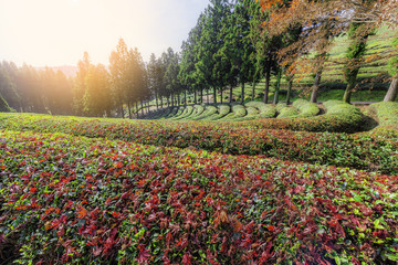 Daehandawon Green tea plantation in Boseong,South Korea...