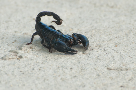black scorpion (Pandinus imperator) on concrete background
