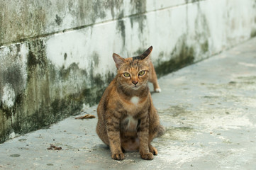 Selective focus on cat on the floor