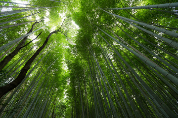 Fototapeta na wymiar Bamboo forest at Arashiyama, Kyoto