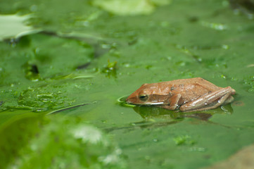 Tree frog on the lotus leaf in the pond