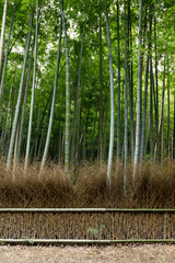 Obraz premium Lush bamboo forest