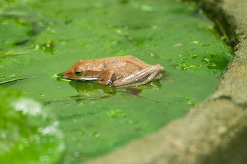 Obraz premium Tree frog on the lotus leaf