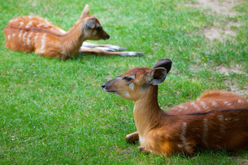 Two young Antelope Sitatunga relaxing on the meadow