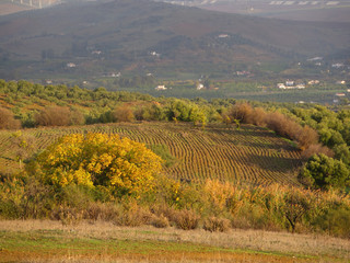 Field in middle of Olive grove
