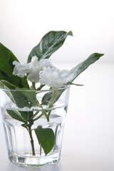 jasmine flower
