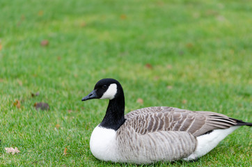one lonely canada goose lay on the graas