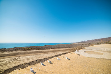 seagulls in Oceanside coastline