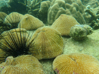 Group of mushroom coral on the substrate