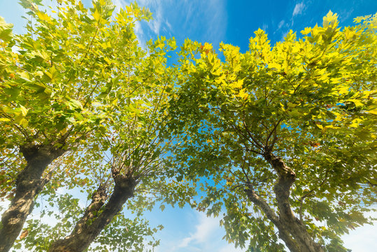 green leaves under a blue sky