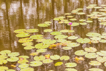 Lotus in pond can be used as background