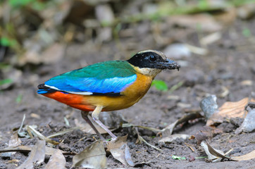 Blue-winged Pitta(Blue-winged Pitta),colorful bird standing on ground.