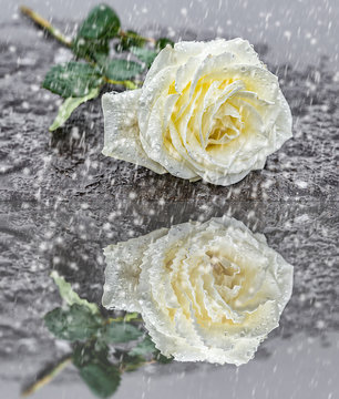 eine auf einem Grabstein niedergelegte gelbe Rose auf gefrorenem Untergrund zum Ausdruck der Trauer und des Gedenkens mit Spiegelung im Wasser bei Schneefall 