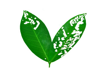 Rose apple worm pests eat the leaves were so damaged,..isolated on white background with clipping path.