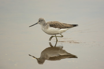 Pantana (Tringa nebularia) - riflesso nello stagno