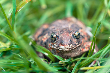 Frog in the grass.