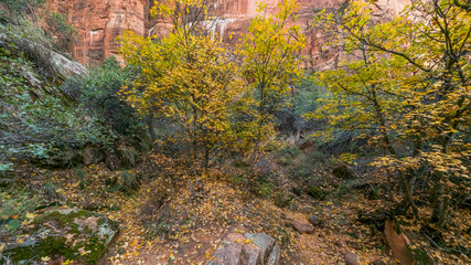 The path to the Emerald Pools through the cliffs and forest. EMERALD POOLS TRAIL, Zion National Park, Utah, USA