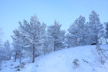 Frozen pine trees at winter evening