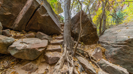 The path to the Emerald Pools through the cliffs and forest. EMERALD POOLS TRAIL, Zion National Park, Utah, USA
