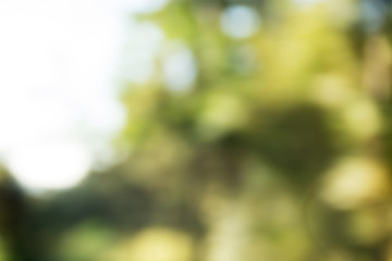 Blur natural and light background