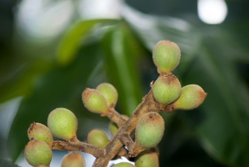 Loquat, Eriobotrya japonica, Guatemala tropical.