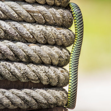 Golden flying snake in Koh Adang national park, Thailand