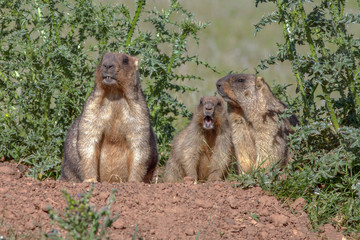 cute furry marmots