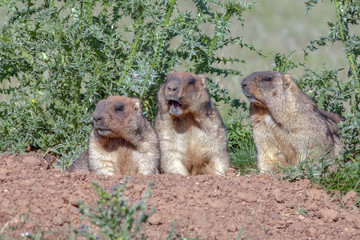 cute furry marmots
