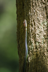 Golden flying snake in Koh Adang national park, Thailand