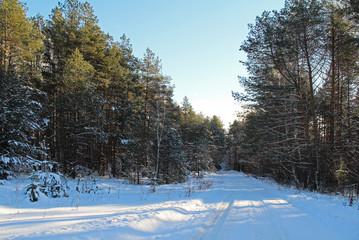 Winter landscape. Road in winter forest on a sunny day.