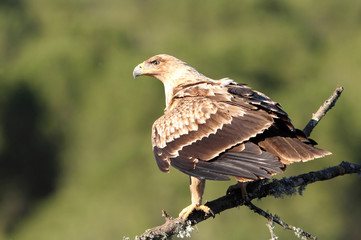 2 years old Spanish imperial eagle. Aquila adalberti