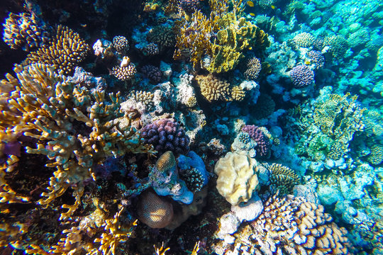 Fototapeta red sea underwater coral reef
