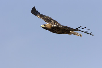 Female of 4 years old of Spanish imperial eagle flying. Aquila adalberti