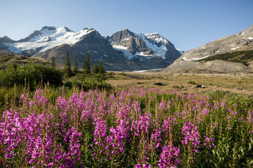 Fototapeta na wymiar Mount Athabasca from Icefields Parkway, Jasper Nat'l Park, Alber